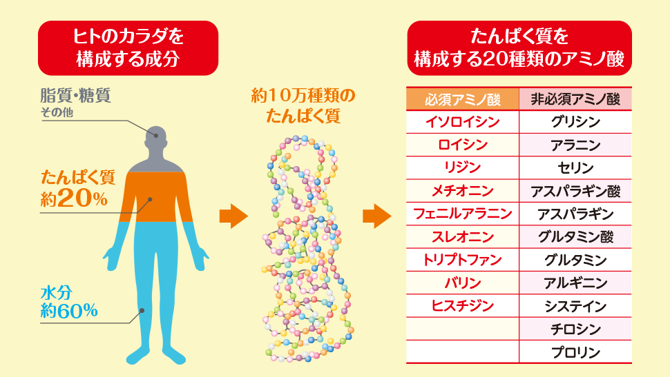 ヒトのカラダを構成する成分、タンパク質を構成する20種類のアミノ酸