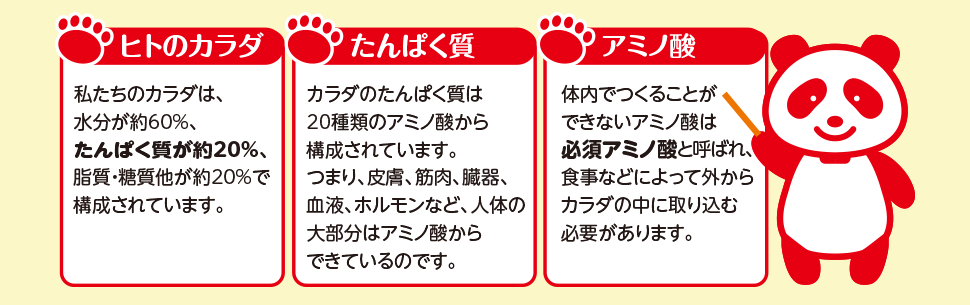 ヒトのカラダ、アミノ酸、タンパク質