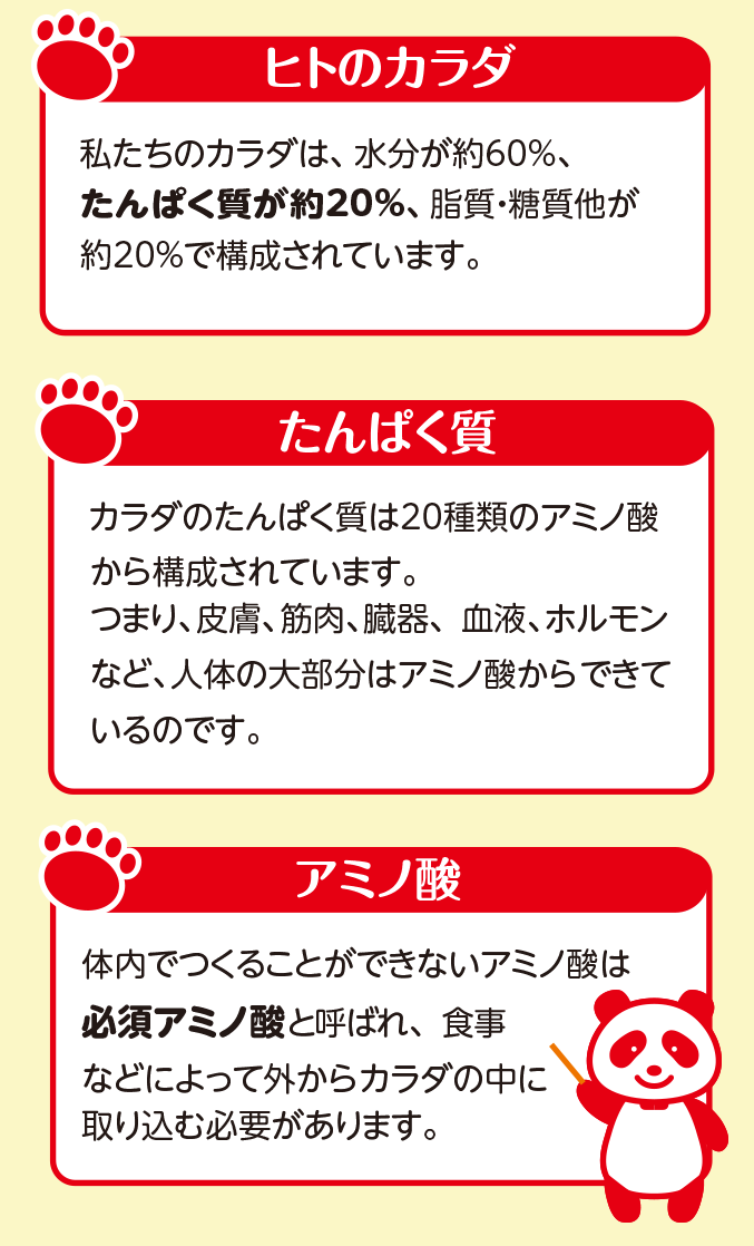 ヒトのカラダ、アミノ酸、タンパク質